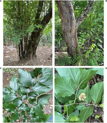 Analysis of leaf forage value and screening of different populations of Pteroceltis tatarinowii, a rare and endemic species in China